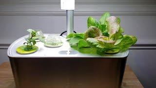 One Month With The Aerogarden: From Seed to Harvest