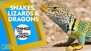 Cool Facts About Snakes, Lizards & Dragons | Things You Wanna Know