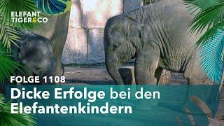 Gewichts-Check bei den Elefanten-Kindern (Folge 1108) | Elefant, Tiger & Co. | MDR