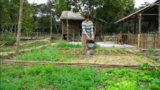 My first day living in my garden Trai Vung Cao, Take care of vegetables and pets, grow more roses