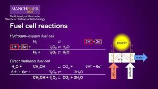 Enzymatic biofuel cells - Industrial Biotechnology