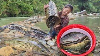 Vietnamese girl alone uses bamboo cage to catch snakehead fish and giant carp for a living