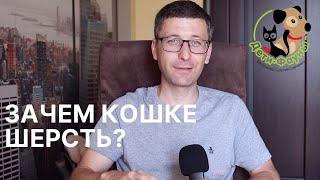 Как вывести шерсть из желудка кошки в домашних условиях? 5 способов