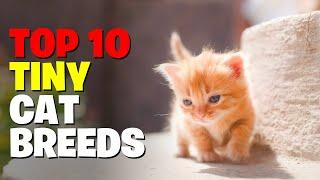 10 Tiny Cat Breeds That Forever Looks Like Adorable  Kittens