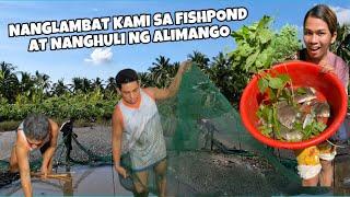 NANGLAMBAT KAMI SA FISHPOND AT NANGHULI NG ALIMANGO