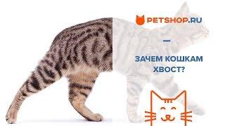 ЗАЧЕМ КОШКЕ НУЖЕН ХВОСТ?