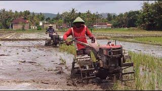 Bajak Sawah Cepat..!! Traktor Sawah Yanmar TF 85 MLYdi Bekerja Bersama di Sore hari