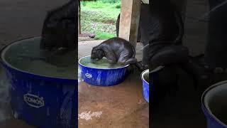 Di mandiin AYANKK #shortsvideo #viralvideo  #animals