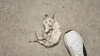 The kitten, coated in glue and near death, lay on the cold floor, hoping for help, but no one cared.