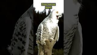 Amazing Snowy Owl Facts! #fact #facts #science #animal #amazingfacts #wildlife #snowyowl #owl