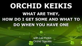 ORCHID KEIKIS - WHAT ARE THEY, HOW TO GET ONE AND WHAT TO DO WITH IT