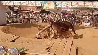 Haji Malik Muhammad Iqbal Of Malka Gujrat | Bull Race Kantrili 22-2-2024