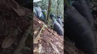 trabajando onradamente  en la selva