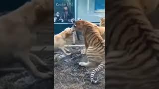 Dog bullies tiger #shorts