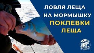 Ловля Леща на мормышку. Поклевки леща. Fishing for bream on a jig. bream bites on camera