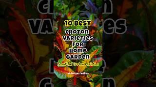 Best croton plants for home / Croton plant varieties #houseplants #short #shortvideo #plants