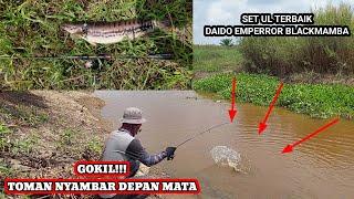 CASTING GABUS TOMAN || SAMBARAN GANAS DEPAN MATA || SET UL TERBAIK || DAIDO EMPERROR ft DAIWA REVROS