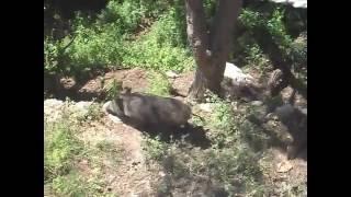 Wild Boar With Piglets / Cubs