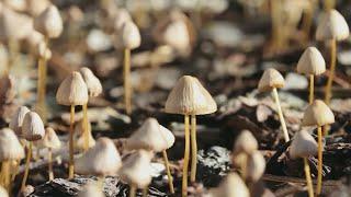 Massachusetts voters could soon decide to legalize psychedelic mushrooms