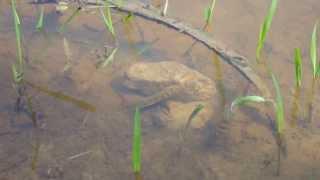 Reproduction d'un couple de poisson dans le parc de Penjari au Bénin