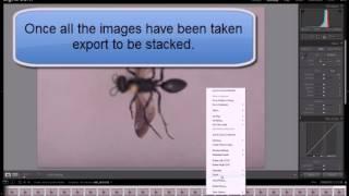 Digital Imaging of Sphecids