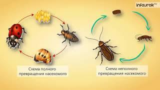 Размножение и развитие насекомых