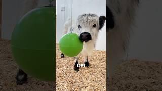 Surprising my baby cow with her first toy! #shorts