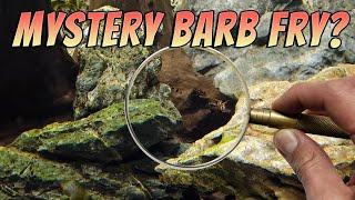 Mystery Aquarium Barb Fry - Accidental Fish Spawning! Red Panda Barbs? Mascara Barbs?