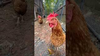 I finally expanded the chicken coop area after finding a deal on the same brand kennel as mine…