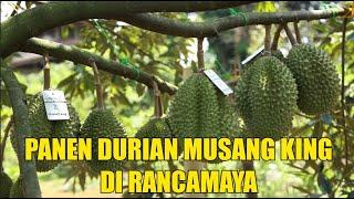 PANEN DURIAN MUSANGKING DI RANCAMAYA - BOGOR