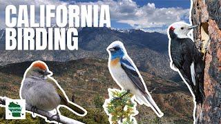 Birding California: Incredible Birds and Amazing Views