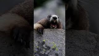 Funny Marmot Screaming - Original Video