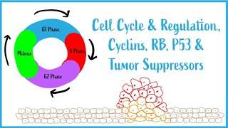 Cell Cycle & Regulation, Mitosis, Cyclins, RB, P53 & Tumor Suppressors (USMLE Esssentials)