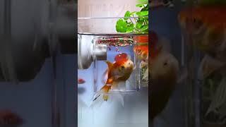 Aquarium Transparent Suction Fish Feeder Product Link in Description & Comments!