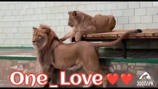 Второе львиное свидание  Север-Алай и Киара.. One Love #animals #lion #onelove #челябинск