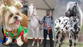 Chandigarh Dog Show & Horse Show 2025 | Parade Ground | Sector 17