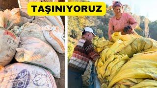 1420 kg Zeytinden Kaç kilo Yağ Çıktı - Burası Bitmeli - Duyuru