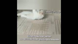 Anakan Kucing Peaknose Jantan Lucu dan Gembul - JUAL MURAH