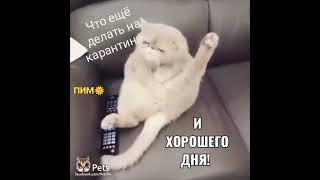 Поющий Котей #с программы +"Голос - Коты"