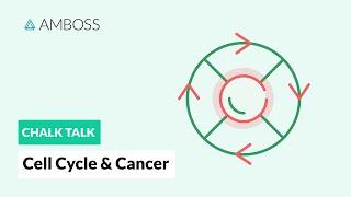 Cell Cycle and Cancer: Phases, Hallmarks, and Development