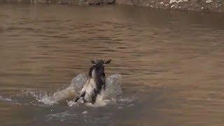 SafariLive July 18- Not the big wildebeest migration but the great escape!