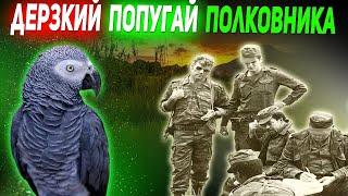 «БЕЗОБРАЗИЕ, НИКАКОГО ПОРЯДКА»! - Жако, попугай  полковника из Анголы