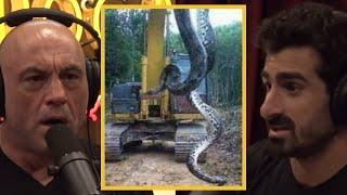 JRE: 60 Foot Anaconda! Is It REAL?