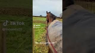 Sad Horse TikTok 