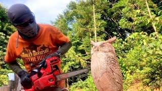 Wood chainsaw carving Horned owl