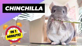 Chinchilla  The Fluffiest Pet! | 1 Minute Animals