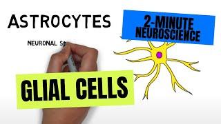 2-Minute Neuroscience: Glial Cells