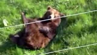 A bear having a good scratch at its balls in the safari park