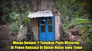 Warga Gempar !! Temukan Pintu Misterius Di Pohon Raksasa Di Dalam Hutan Jawa Timur