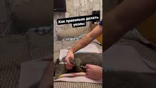 Инъекции в холку | УКОЛЫ КОШКЕ в холку (кисюля реагирует спокойно)